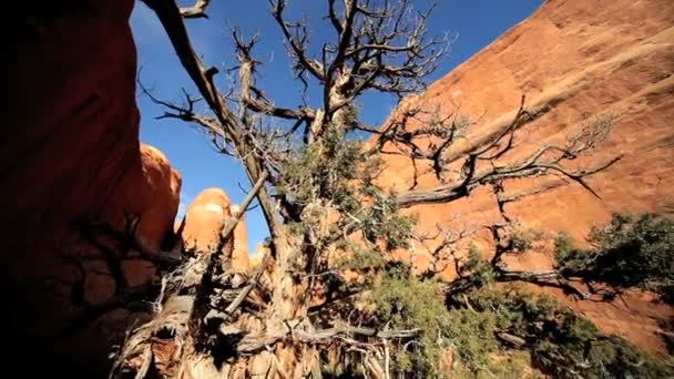 Dead Tree in Sandstone Gorge — Stock Video