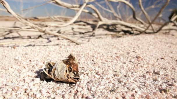 Remains of Extreme Environmental Damage — Stock Video