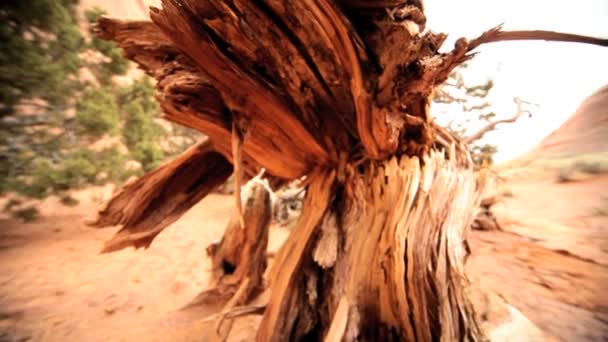 Árbol dañado por sequía ambiental — Vídeos de Stock