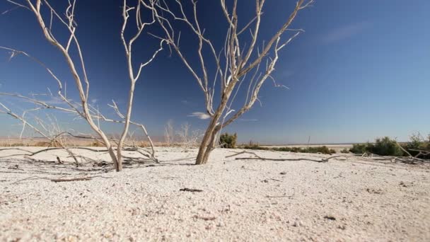 Branches d'arbres blanchis dans le lit du lac sec — Video