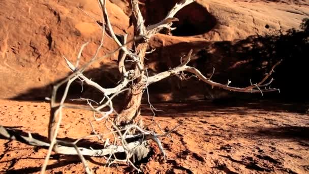 Takken van skeletale boom in stoffige aarde — Stockvideo