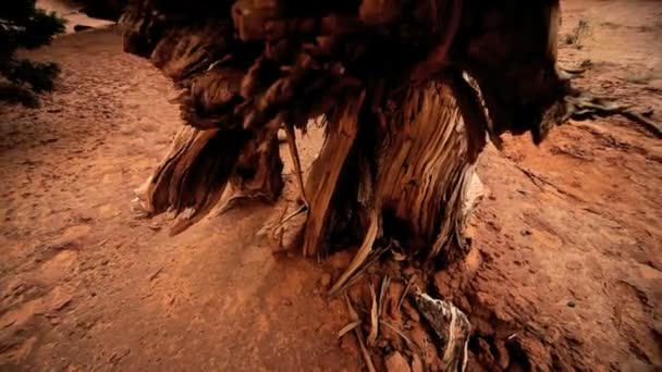 Miljömässiga ruttnande döda träd — Stockvideo