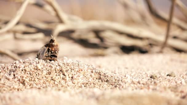 Dead Fish on Dry Lake Bed — Stock Video