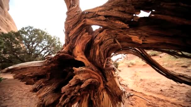 Torka skador till öken vegetation — Stockvideo