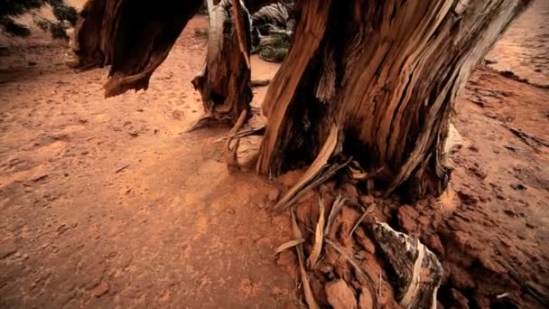 Schade aan het milieu van boom levens — Stockvideo