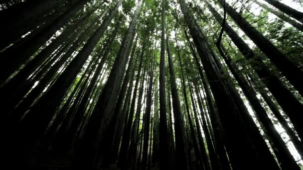 Canopy de árvores florestais — Vídeo de Stock
