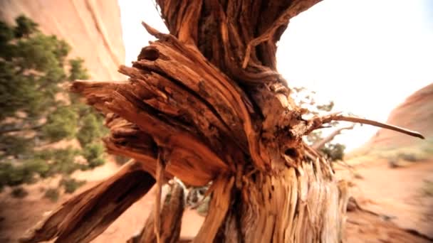 Вид сверху крупным планом на мёртвое дерево — стоковое видео