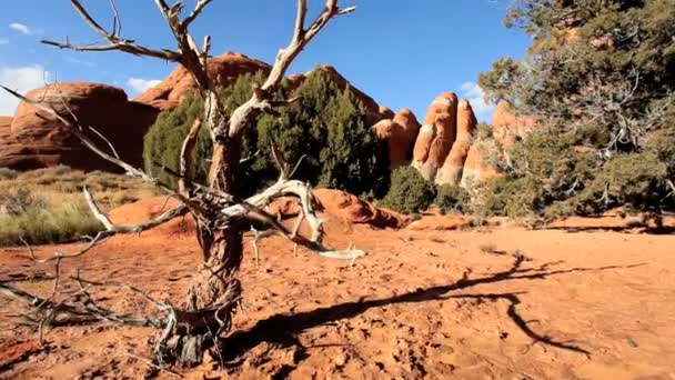 Belleza del desierto en un entorno árido — Vídeo de stock