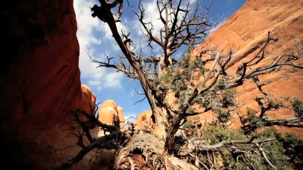 Dode boom veroorzaakt door woestijn droogte — Stockvideo