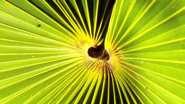 Tropical Fan Shaped Leaf in Close-up — Stock Video