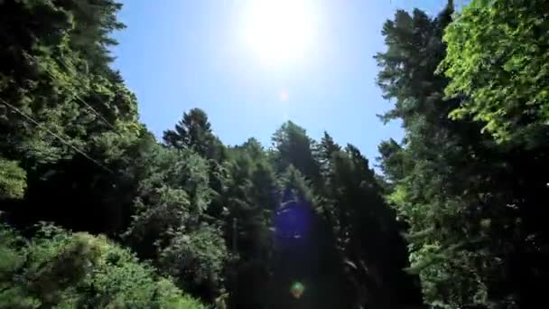 Point-of-view rijden tussen giant redwood bomen — Stockvideo