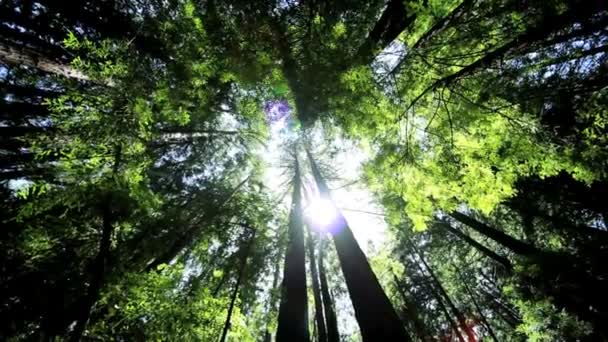 Tak av jätten redwood träd — Stockvideo