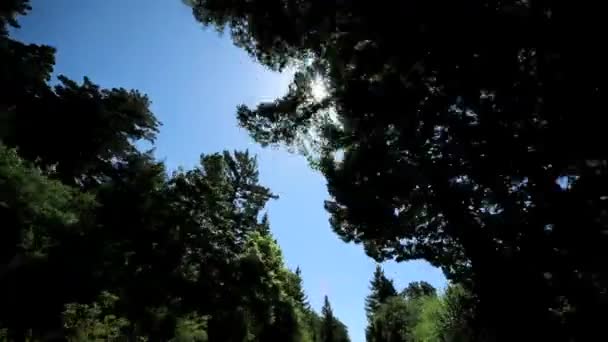 Ponto de Vista Condução Passado Gigante Redwood Trees — Vídeo de Stock