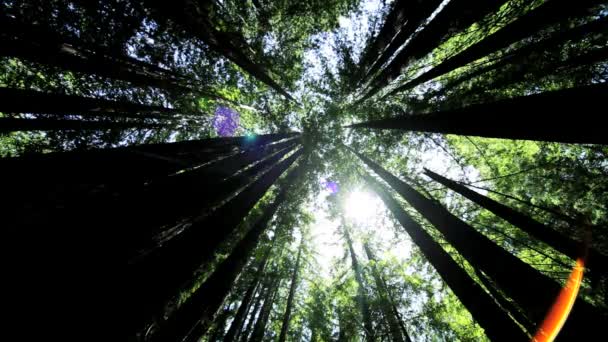 Vista de alto ângulo através de sequoias gigantes — Vídeo de Stock