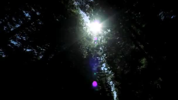 Point-of-view kör genom skogen av redwood träd — Stockvideo