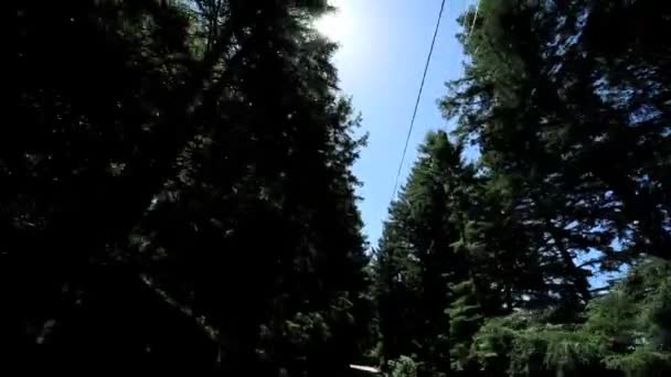 Punto de vista conduciendo junto a gigantes árboles de secuoyas — Vídeos de Stock