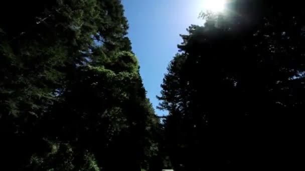 Pohledu jízdy mezi stromy, obří sekvoje — Stock video