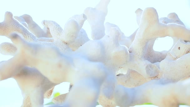 Textury mořských korálů zblízka — Stock video