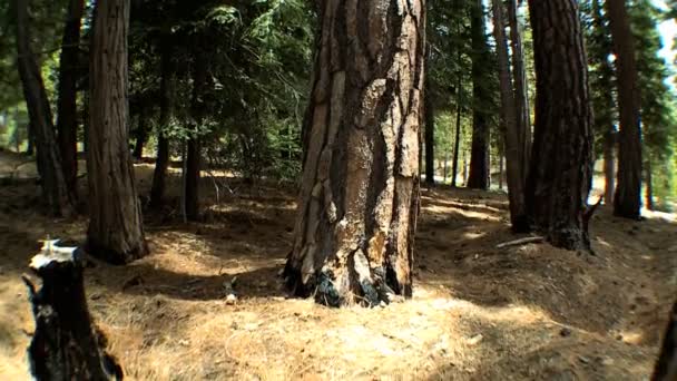 Conduire à travers la vallée de Napa — Video