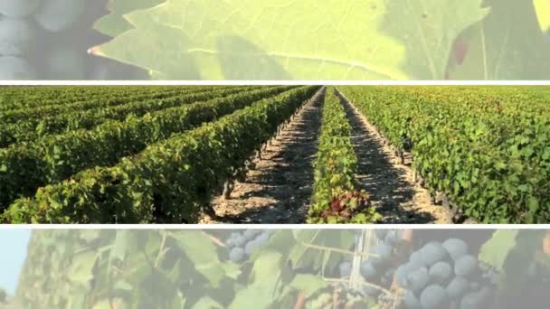 Монтаж вина и здоровой пищи — стоковое видео