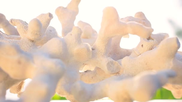 Coral marinho lavado na praia — Vídeo de Stock