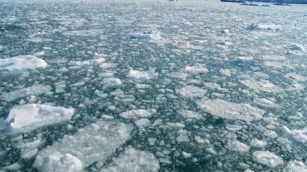 Arctic ice floes drijven — Stockvideo