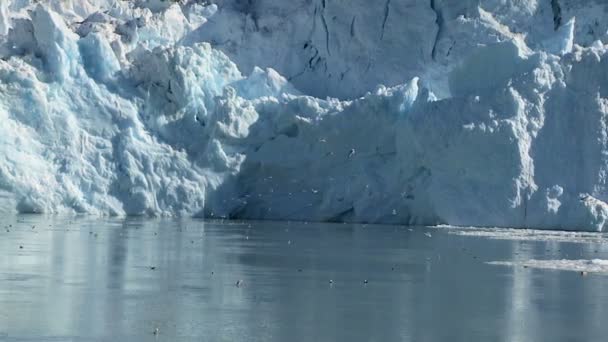 Морские птицы и ледяные ледники — стоковое видео
