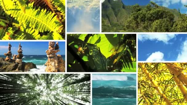 Montage of an Unpolluted Green Environment — Stock Video