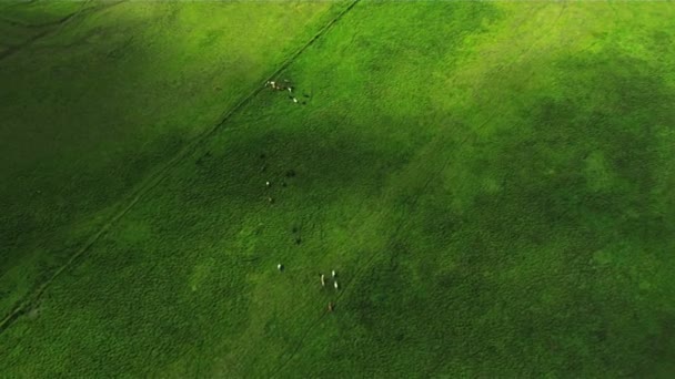 Aerial View of Wild Horses on Grasslands, Iceland — Stock Video