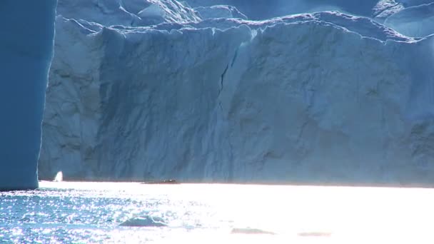 Bacalao de ballenas jorobadas moviéndose entre los flujos de hielo — Vídeo de stock