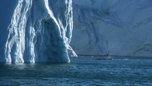 Bacalao de ballenas jorobadas árticas — Vídeo de stock