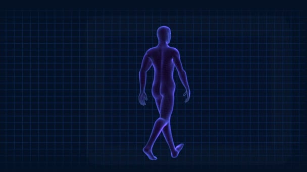 Medische 3D-afbeelding van een virtuele wandeling man — Stockvideo