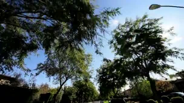 Point de vue Conduire de grands arbres — Video