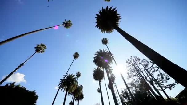 Point of View Driving Tall Trees — Stock Video