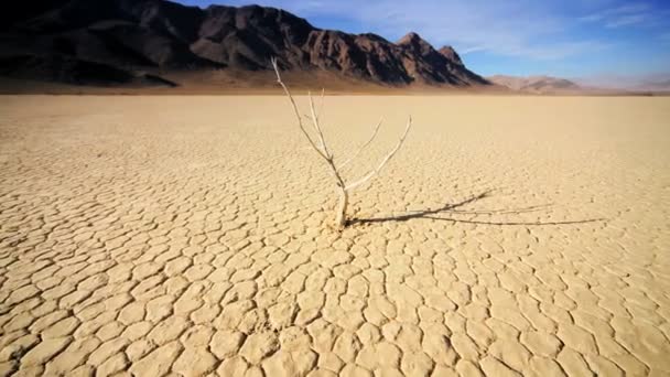 Árbol muerto Desierto árido Paisaje — Vídeos de Stock