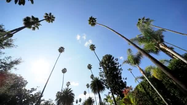 Point of View Driving Fresh Suburban Environment — Stock Video