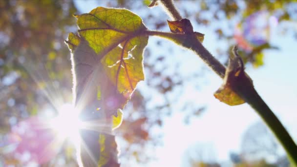 Ranní slunce park opadá listí — Stock video