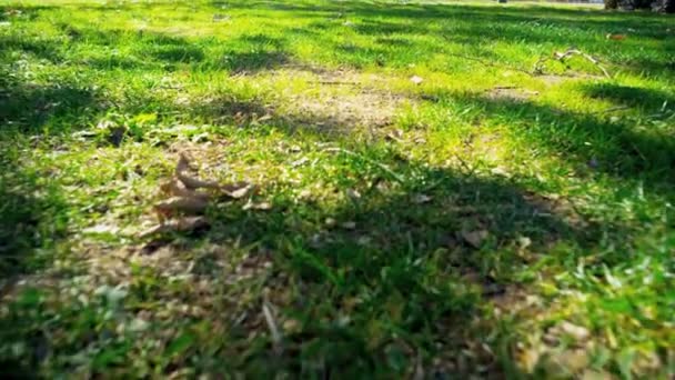 Inner City Park Grass and Leaves — Stock Video