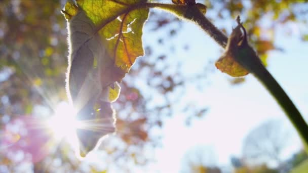 Крупним планом листя падіння парку — стокове відео