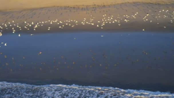 Aerial view of coastal seabirds, USA — Stock Video