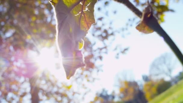 Пак-осень оставляет солнечный свет — стоковое видео