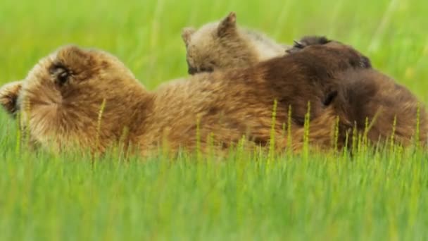 Bruine beer cub voederen van vrouwelijke Beer, alaska, Verenigde Staten — Stockvideo