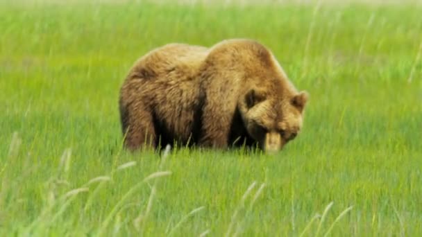 Niedźwiedź brunatny karmienia alaska, Stany Zjednoczone Ameryki — Wideo stockowe