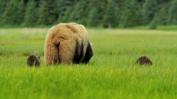 Braunbärin ernährt sich mit ihren Jungen, Alaka, in üppigen wilden Graslandschaften — Stockvideo