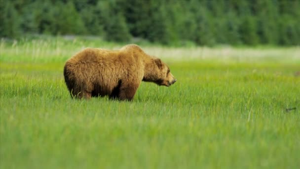 Vrouwelijke bruine beer voederen van rijke vegetatie, onder kenai nationaal park, alaska — Stockvideo