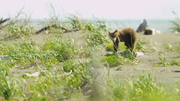 Jóvenes cachorros de oso marrón jugando en la hora de verano, Yosemite, EE.UU. — Vídeo de stock