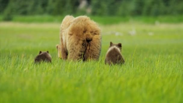 豊かな植生、アラスカ、アメリカ合衆国から供給若いカブスと茶色の女性クマ — ストック動画