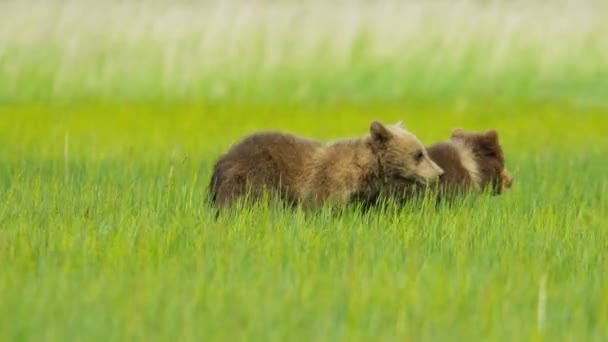 Adult female and young Brown Bear cubs on Wilderness grasslands, Alaska, USA