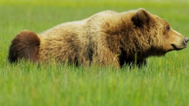 Коричневый медведь летом отдыхает в травянистой пустыне — стоковое видео