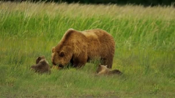 Oso hembra con cachorros alimentándose de vegetación de verano, Alaska, EE.UU. — Vídeos de Stock